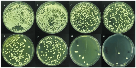 candida albicans