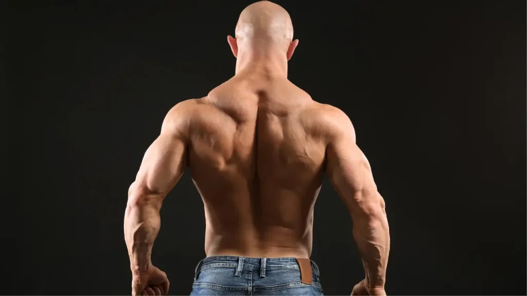 protein membina otot