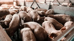 babi adalah pengantara penyebaran virus Nipah