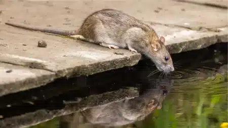 Hantavirus: Jangkitan Virus Berbahaya Yang Boleh Menjejaskan Paru-Paru dan Buah Pinggang hantavirus berpunca daripada tikus