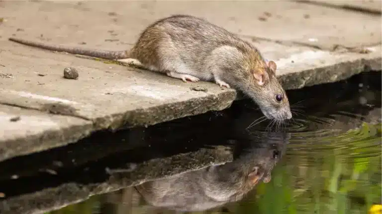 hantavirus berpunca daripada tikus