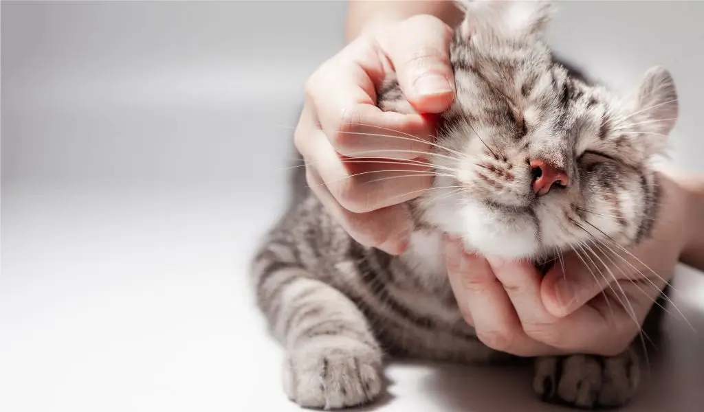 kucing dan skizofrenia